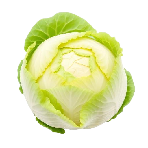Капуста біла